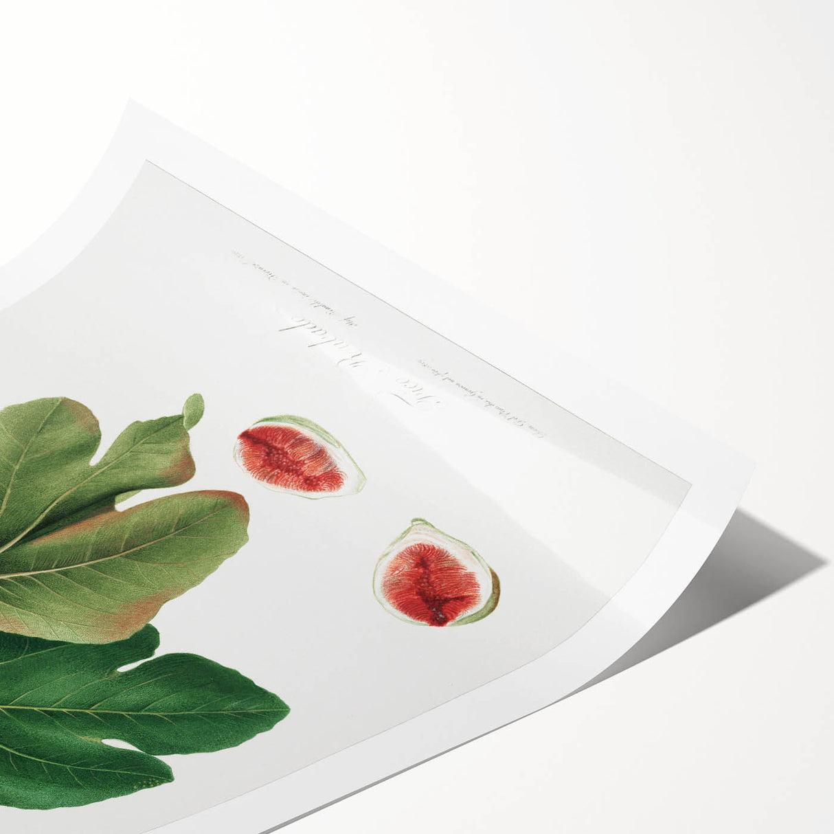 Common Fig Botanical Art - Romanticism Print by Giorgio Gallesio