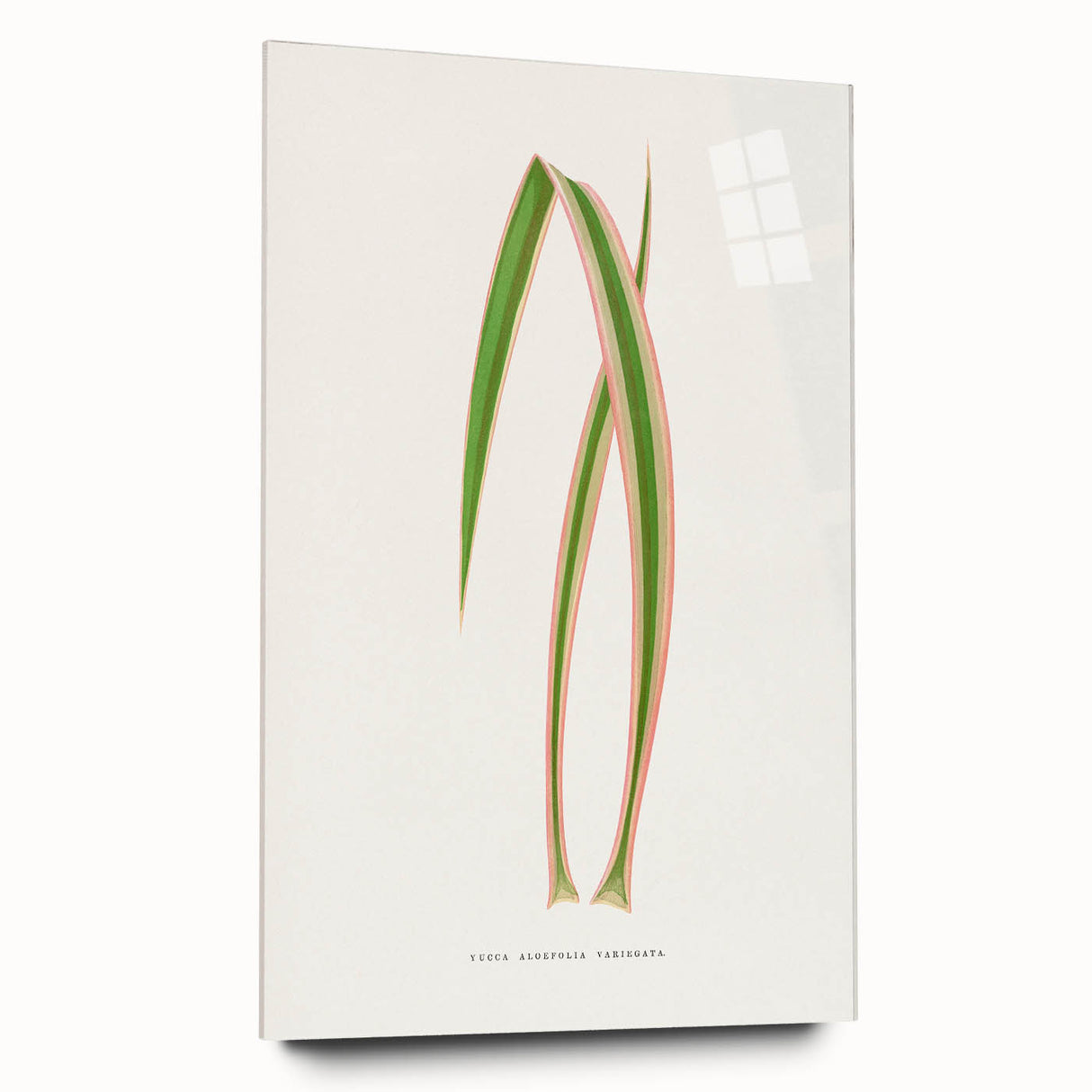 Yucca Aloefolia Leaf - Romantic Botanical Canvas Wall Art