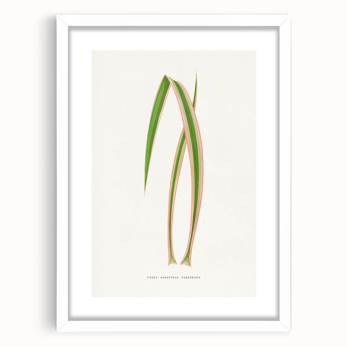 Yucca Aloefolia Leaf - Romantic Botanical Canvas Wall Art