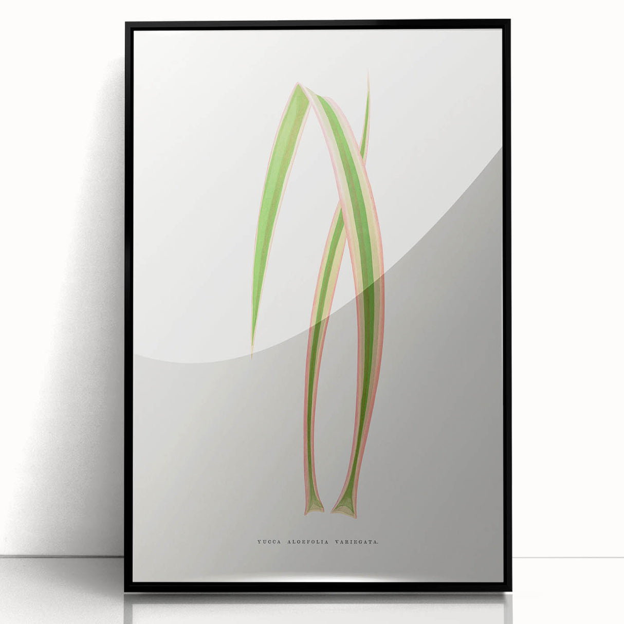 Yucca Aloefolia Leaf - Romantic Botanical Canvas Wall Art