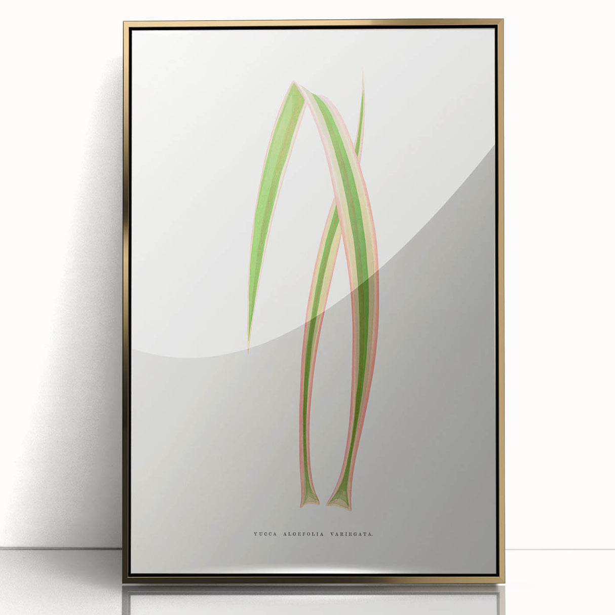 Yucca Aloefolia Leaf - Romantic Botanical Canvas Wall Art