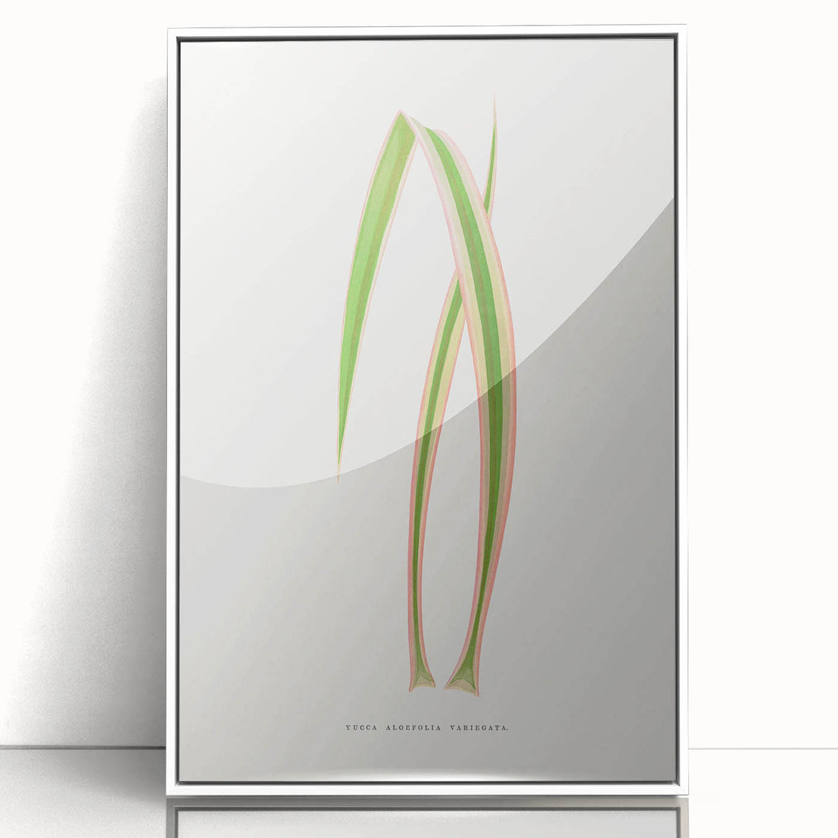 Yucca Aloefolia Leaf - Romantic Botanical Canvas Wall Art