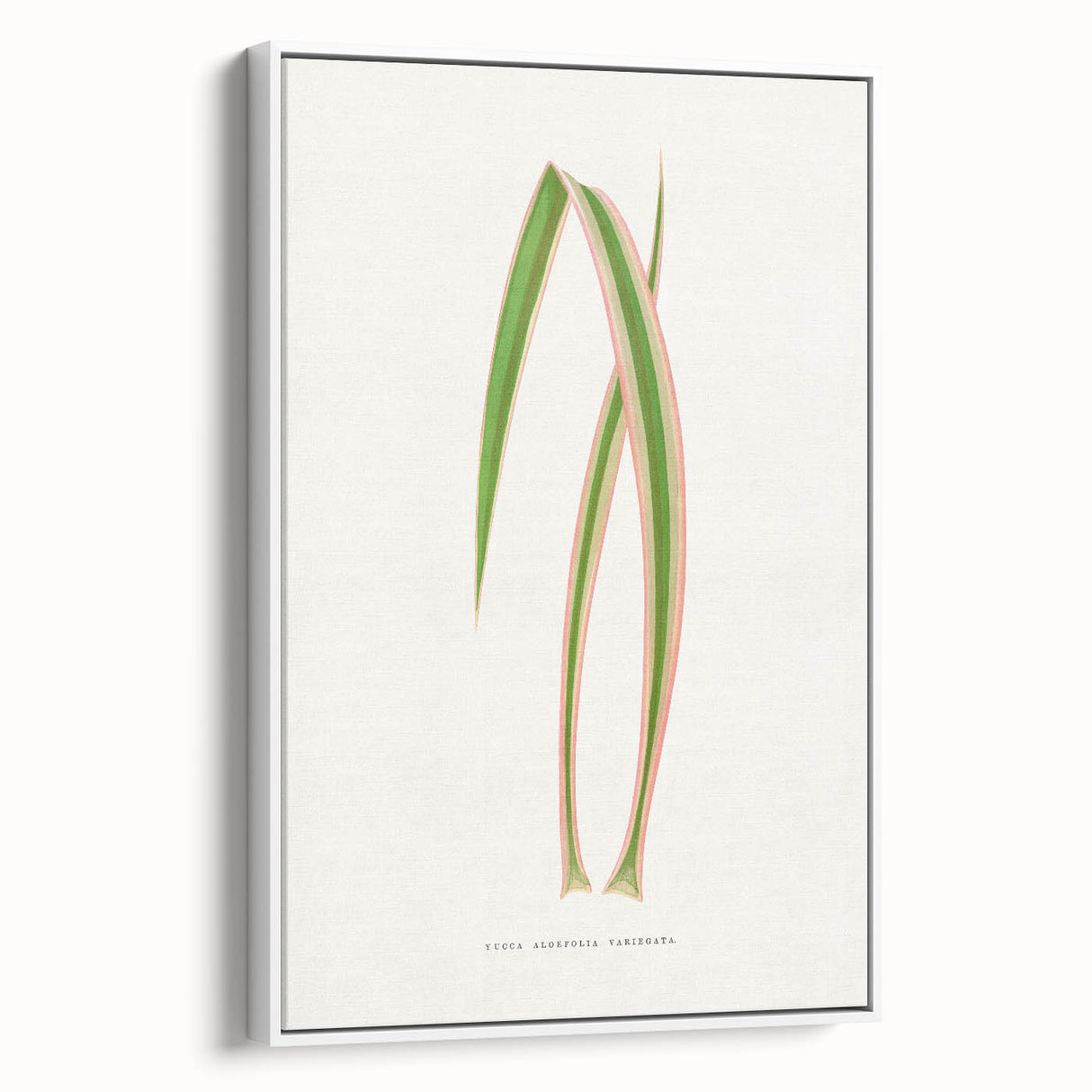 Yucca Aloefolia Leaf - Romantic Botanical Canvas Wall Art