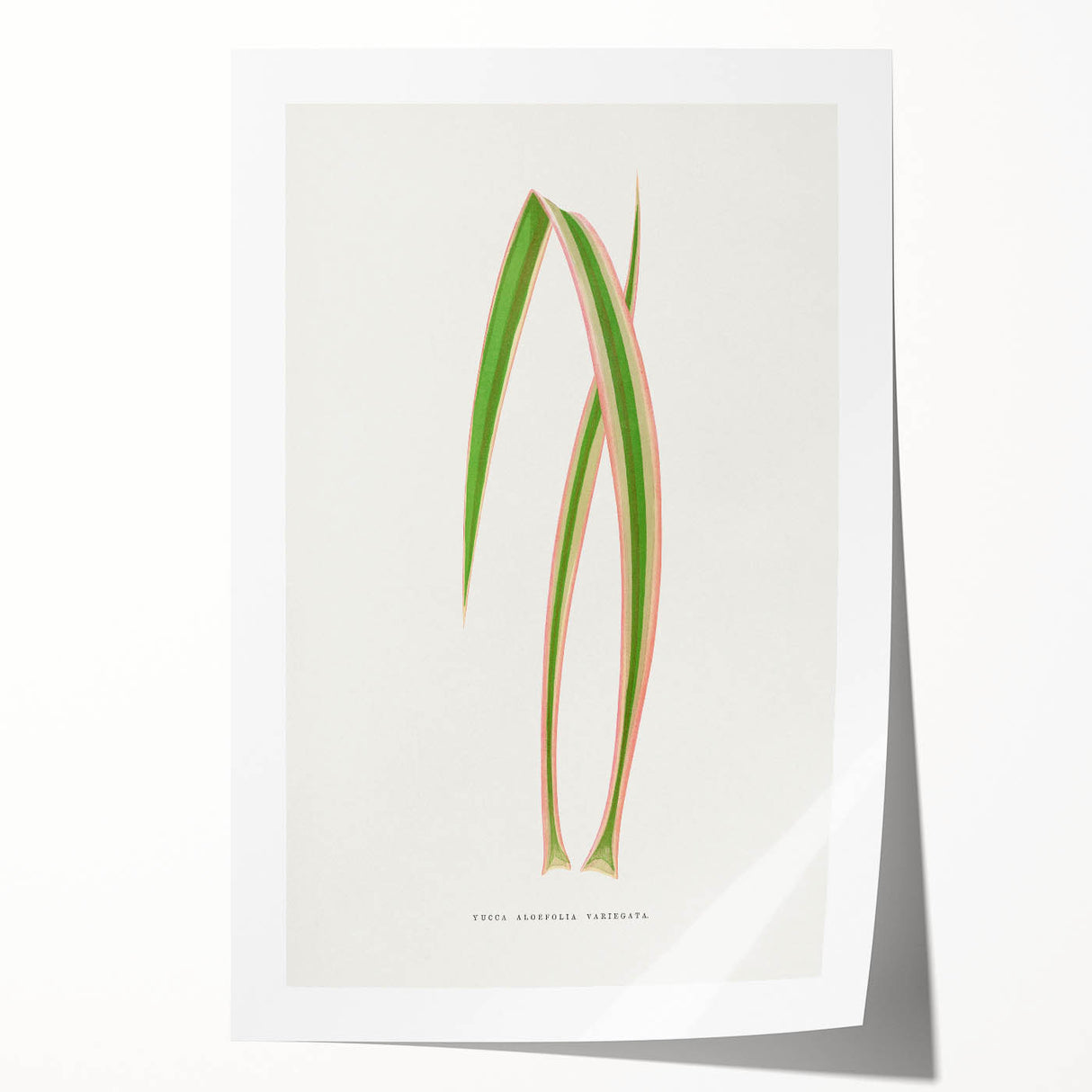 Yucca Aloefolia Leaf - Romantic Botanical Canvas Wall Art