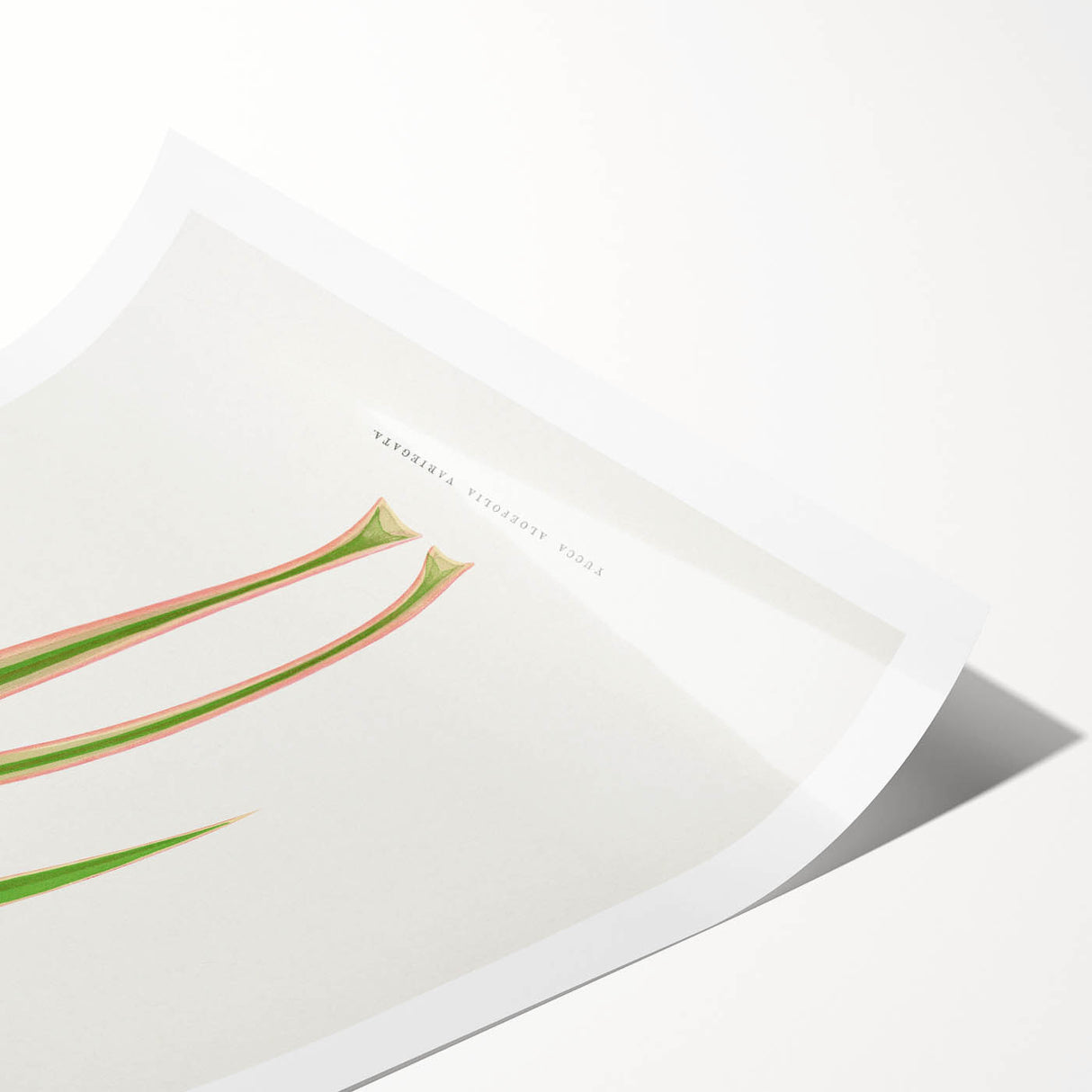 Yucca Aloefolia Leaf - Romantic Botanical Canvas Wall Art