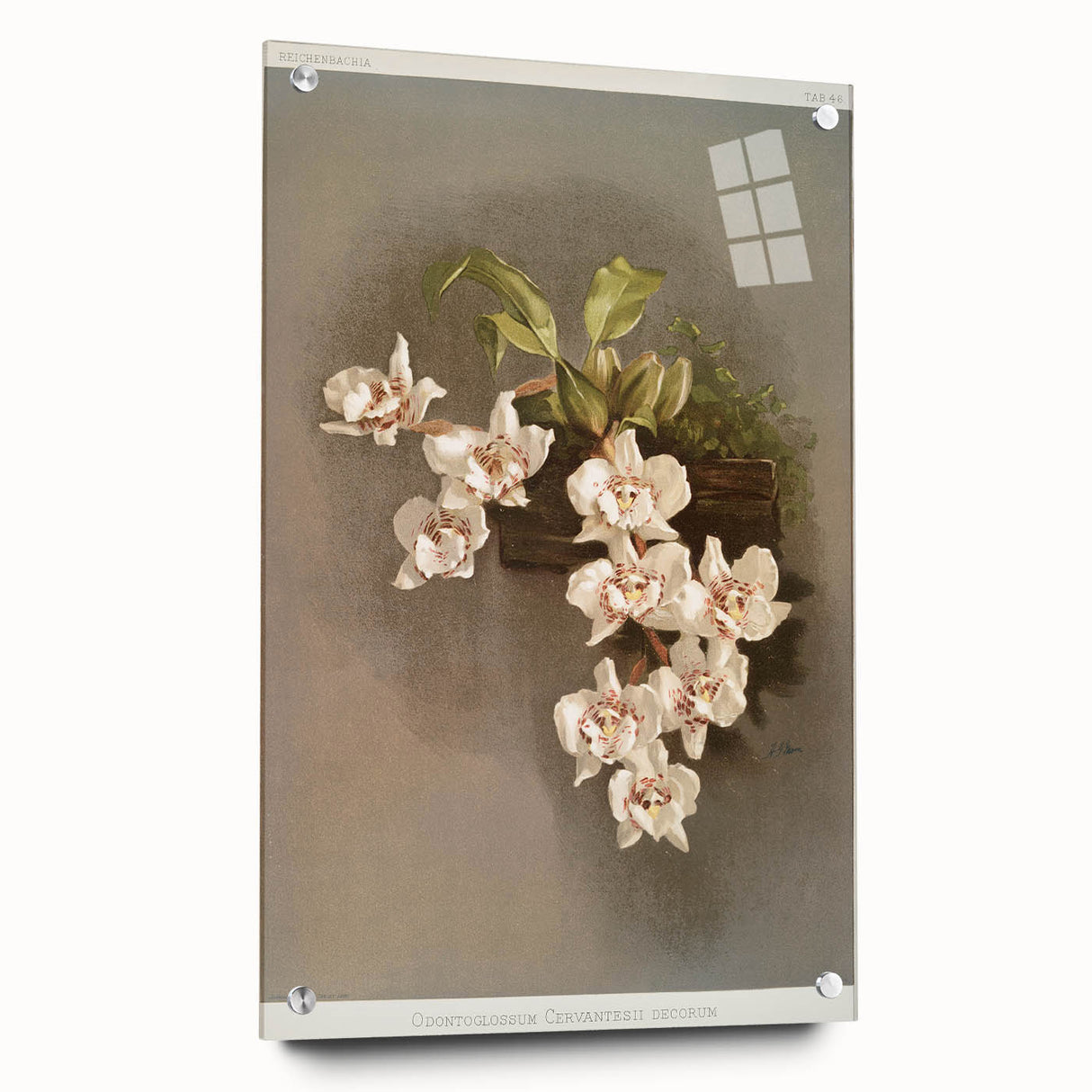 Orchid Botanical Art - Odontoglossum Romanticism Canvas Print