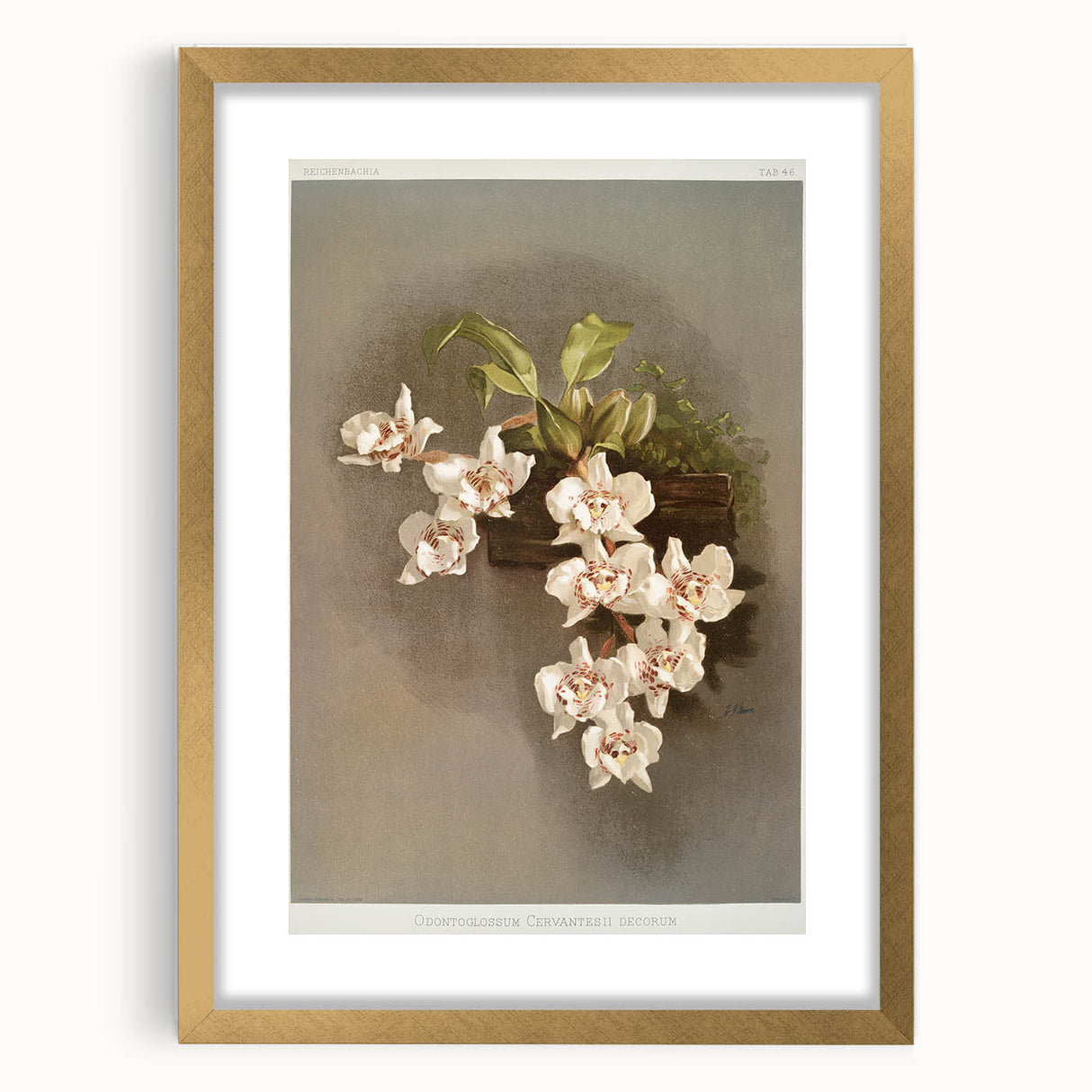Orchid Botanical Art - Odontoglossum Romanticism Canvas Print
