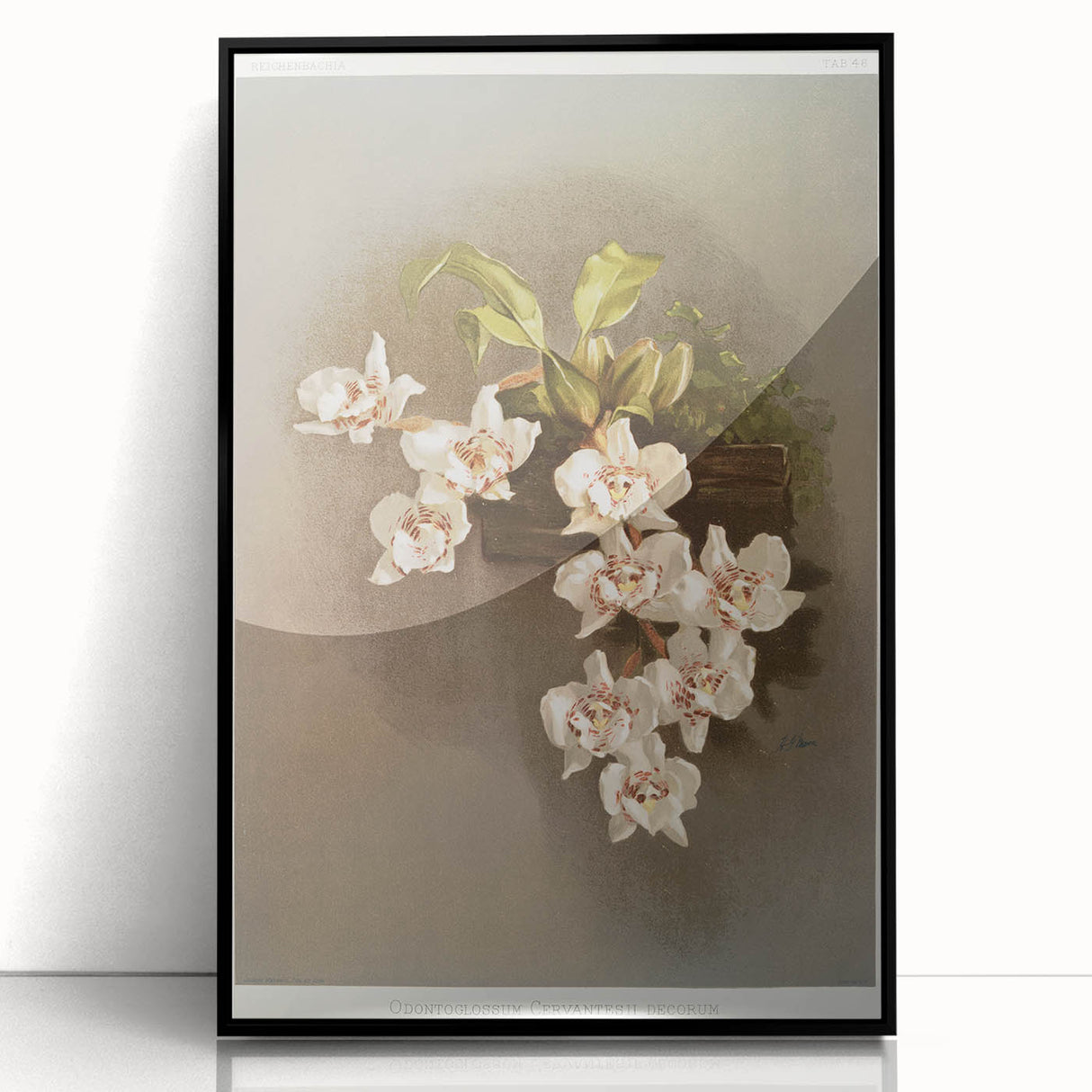Orchid Botanical Art - Odontoglossum Romanticism Canvas Print