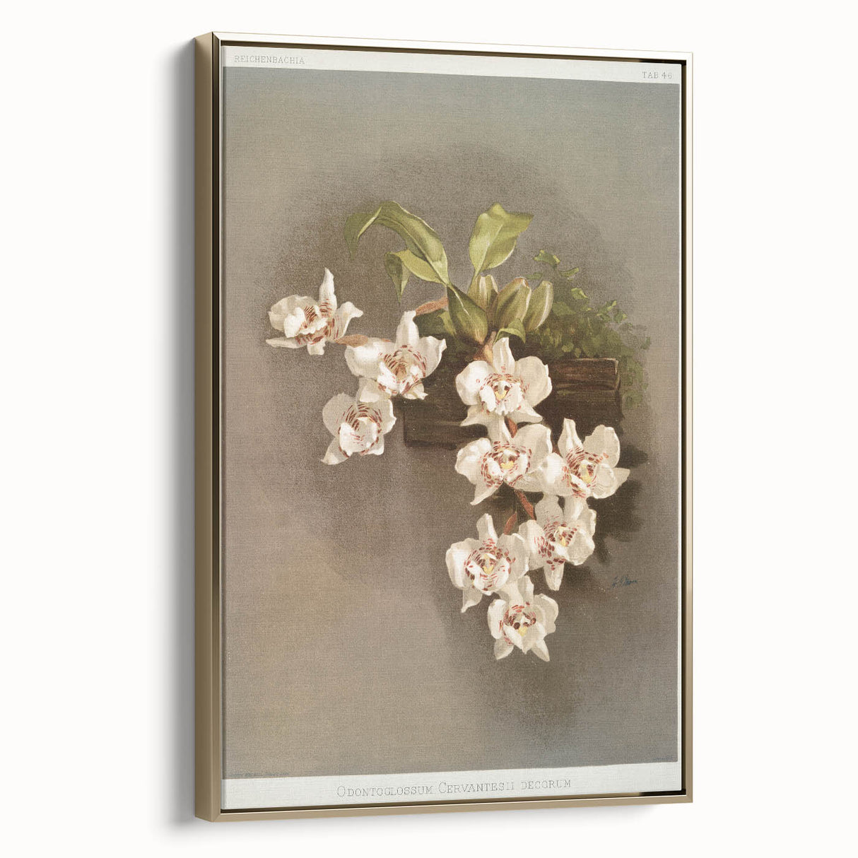 Orchid Botanical Art - Odontoglossum Romanticism Canvas Print
