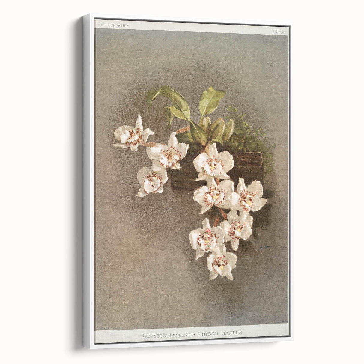 Orchid Botanical Art - Odontoglossum Romanticism Canvas Print