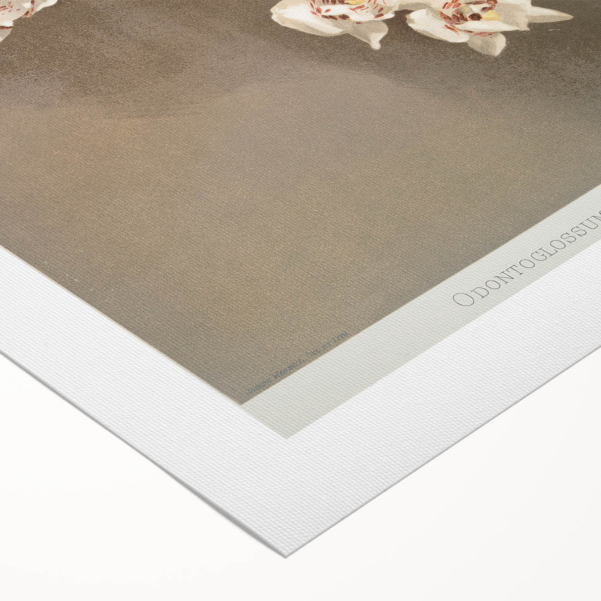 Orchid Botanical Art - Odontoglossum Romanticism Canvas Print