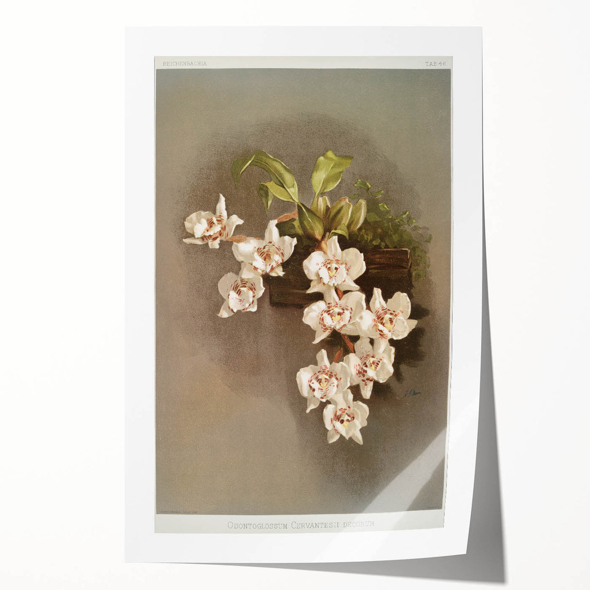 Orchid Botanical Art - Odontoglossum Romanticism Canvas Print