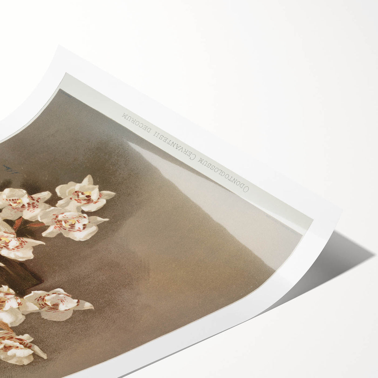 Orchid Botanical Art - Odontoglossum Romanticism Canvas Print