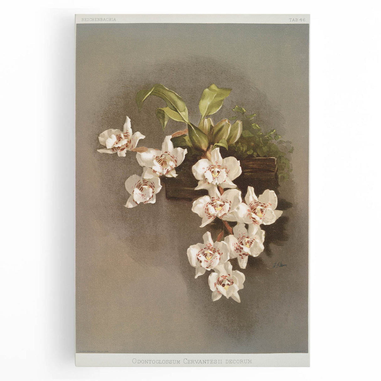 Orchid Botanical Art - Odontoglossum Romanticism Canvas Print