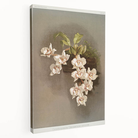 Orchid Botanical Art - Odontoglossum Romanticism Canvas Print