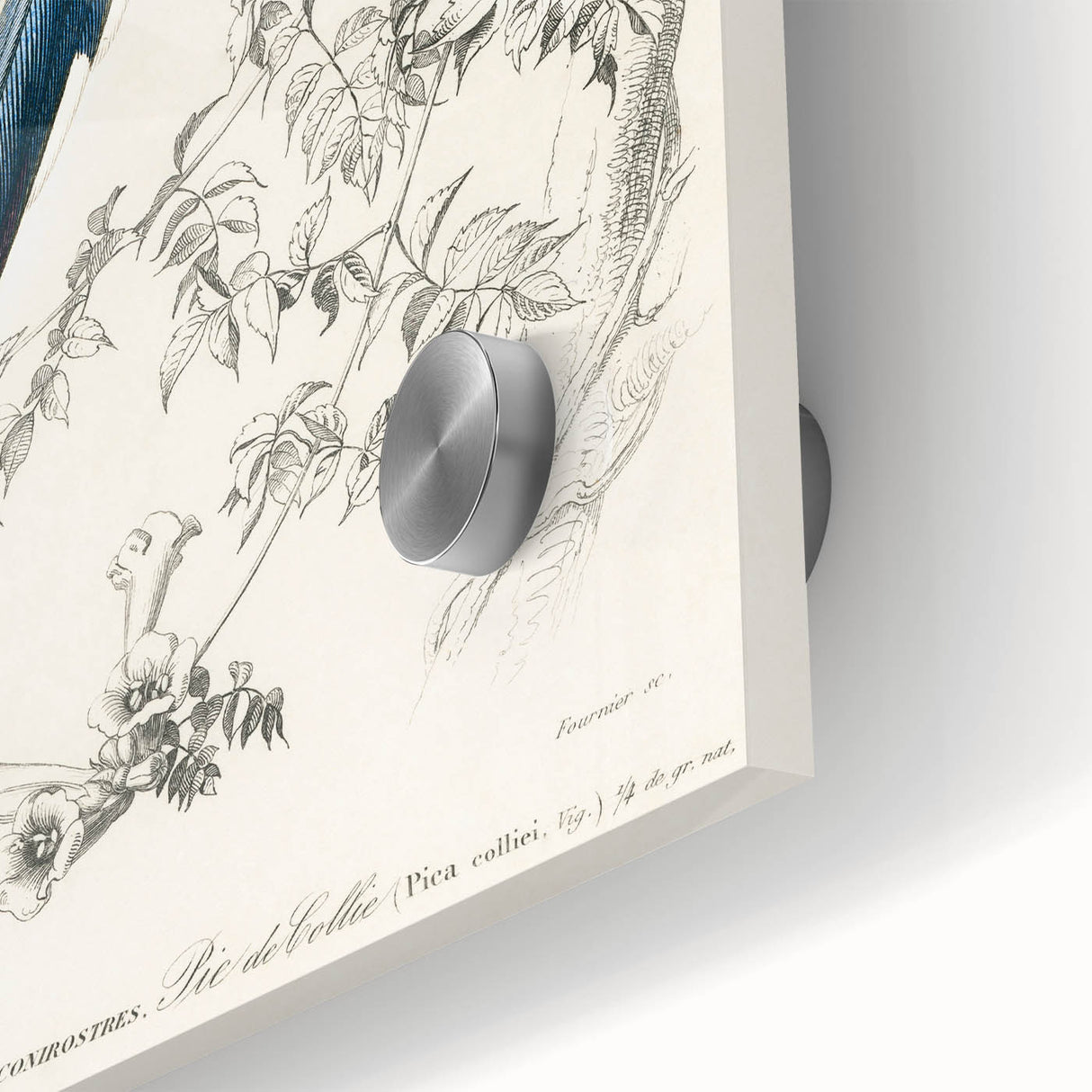 Black-Throated Magpie Jay - Romanticism Bird Illustration Wall Art