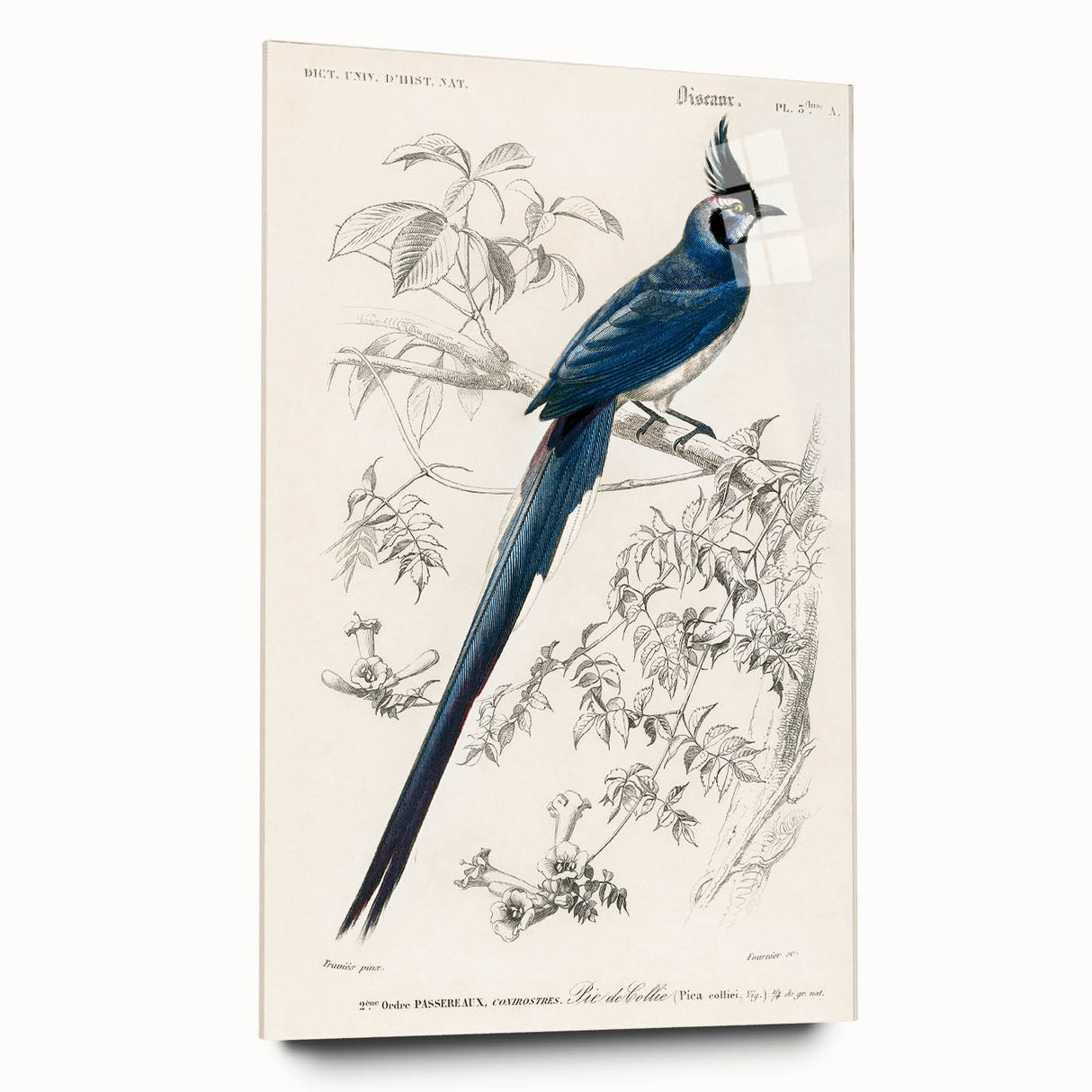Black-Throated Magpie Jay - Romanticism Bird Illustration Wall Art