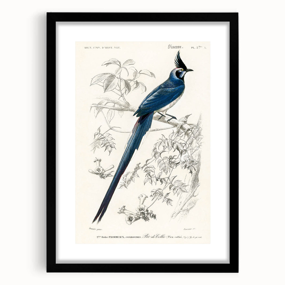 Black-Throated Magpie Jay - Romanticism Bird Illustration Wall Art