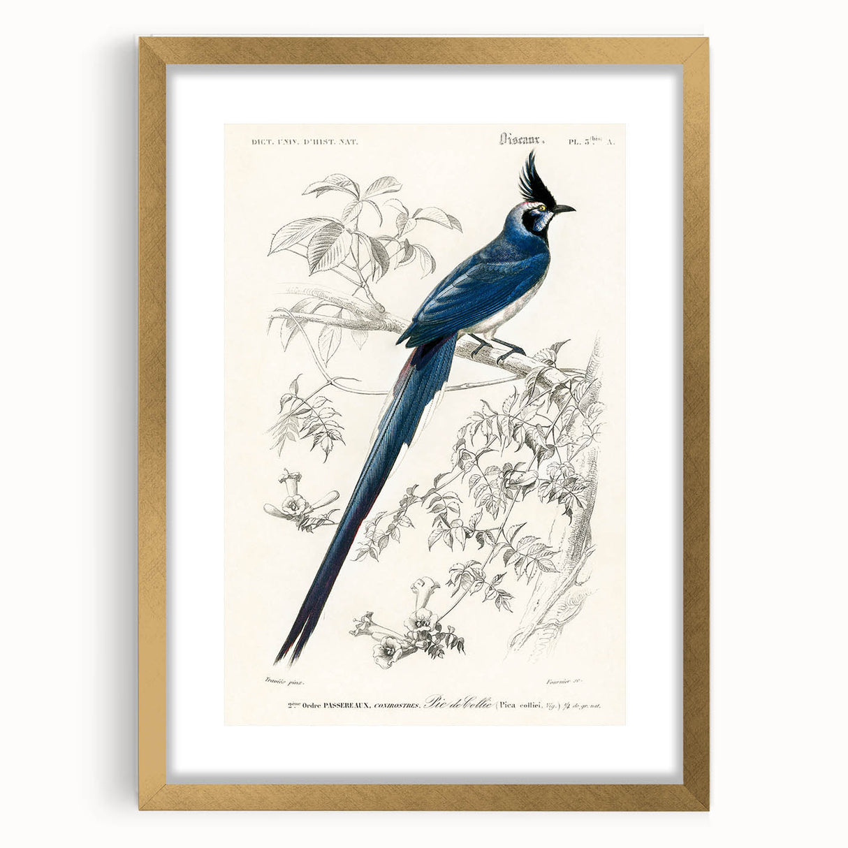 Black-Throated Magpie Jay - Romanticism Bird Illustration Wall Art