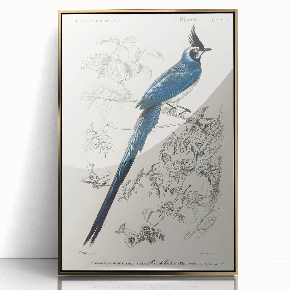 Black-Throated Magpie Jay - Romanticism Bird Illustration Wall Art