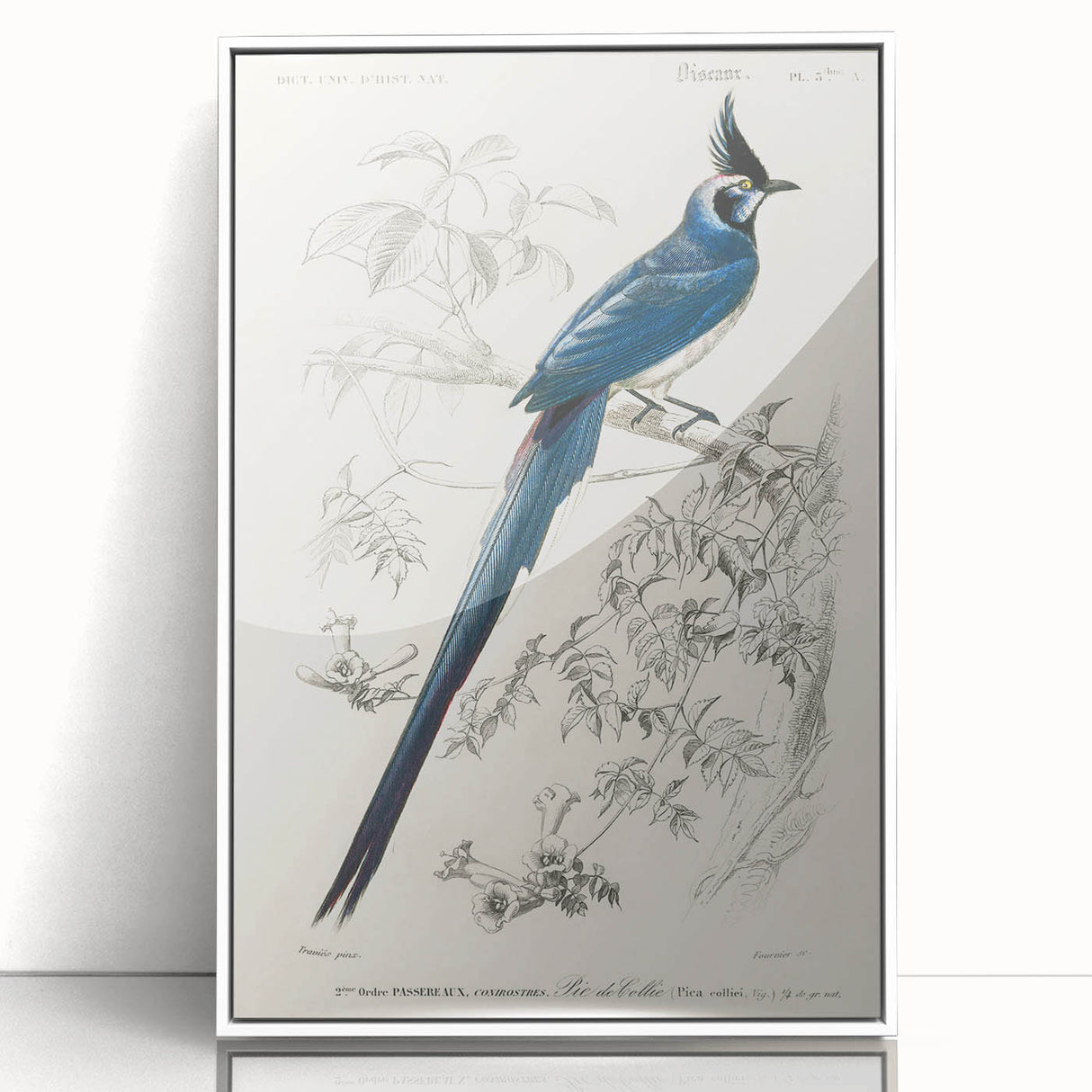 Black-Throated Magpie Jay - Romanticism Bird Illustration Wall Art