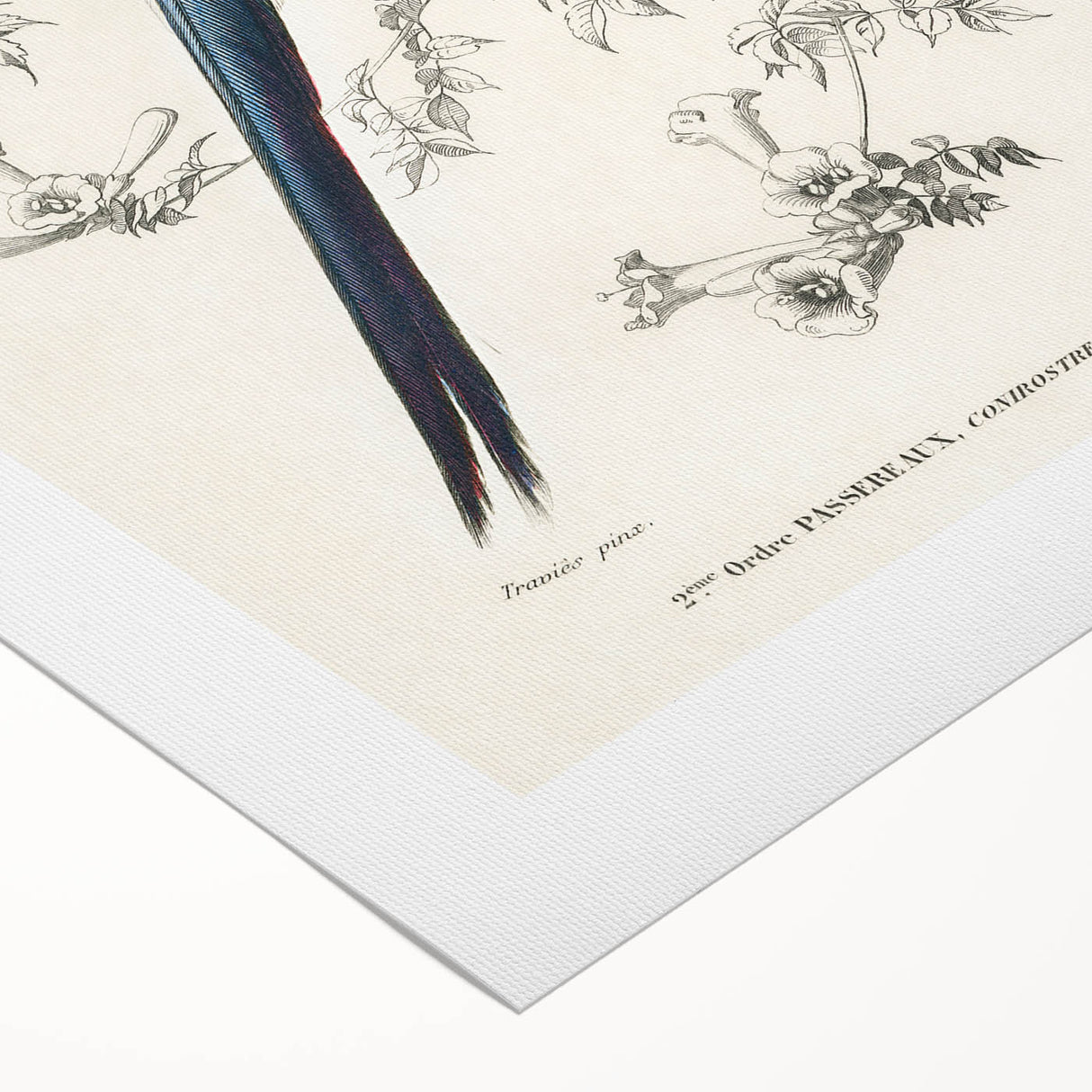 Black-Throated Magpie Jay - Romanticism Bird Illustration Wall Art