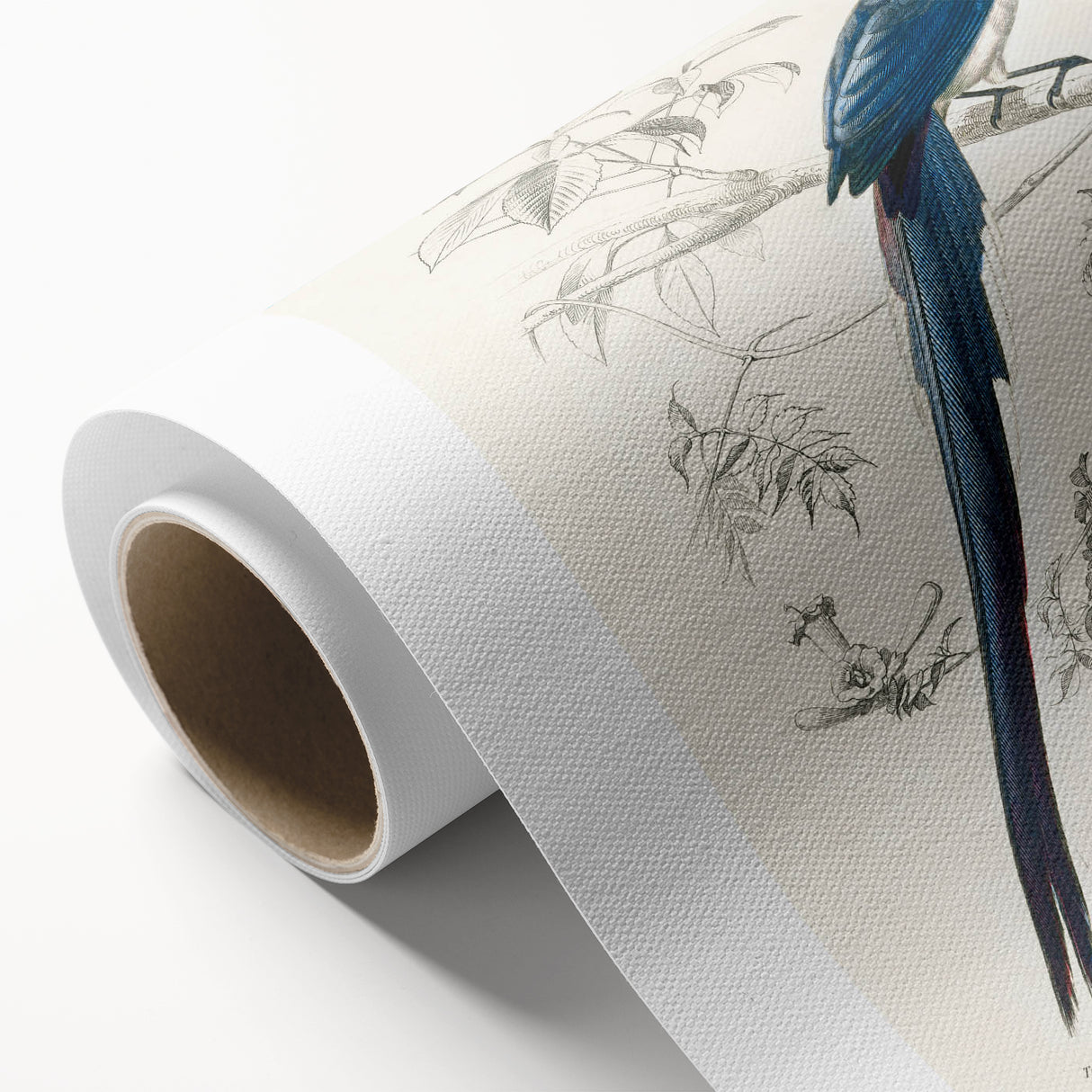 Black-Throated Magpie Jay - Romanticism Bird Illustration Wall Art