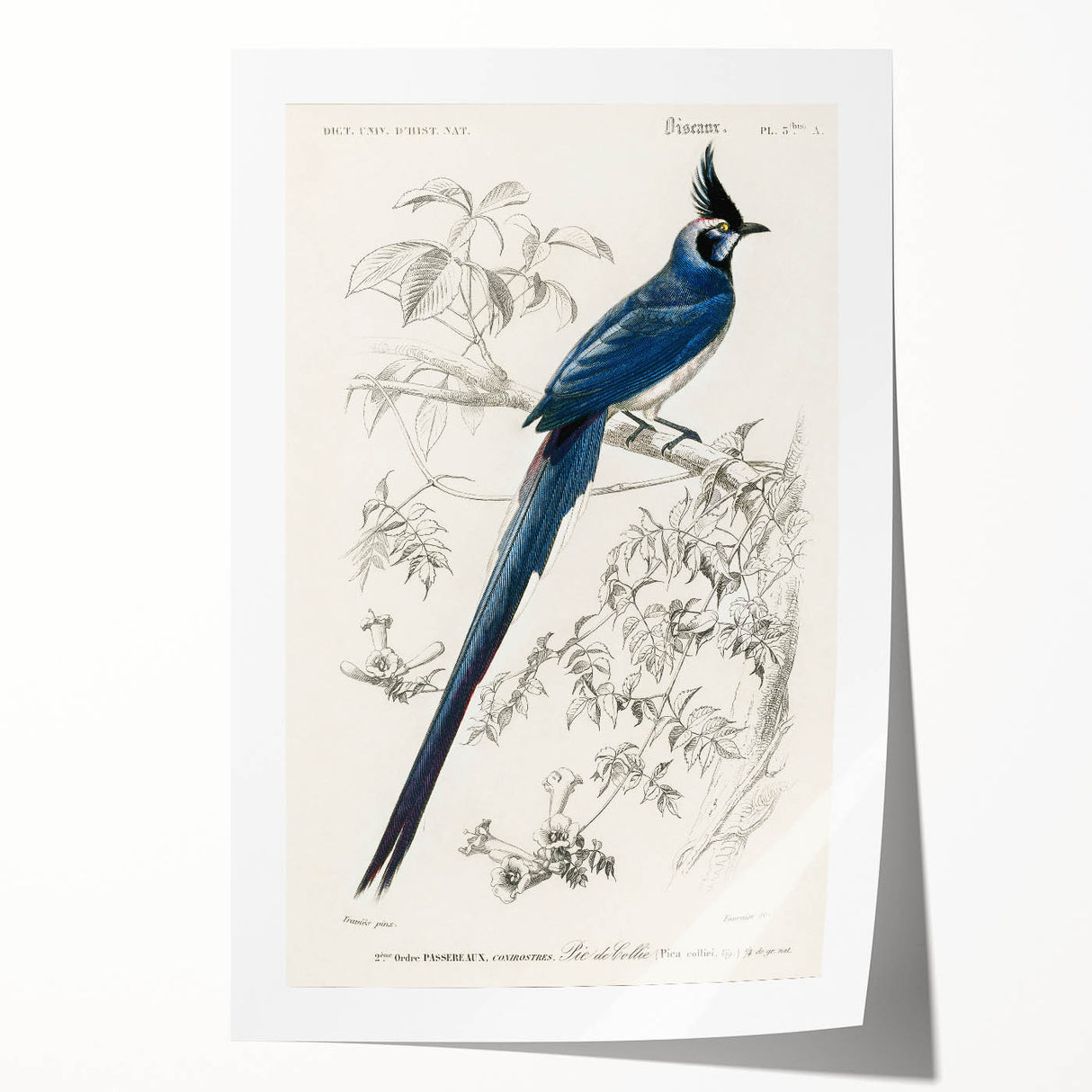 Black-Throated Magpie Jay - Romanticism Bird Illustration Wall Art