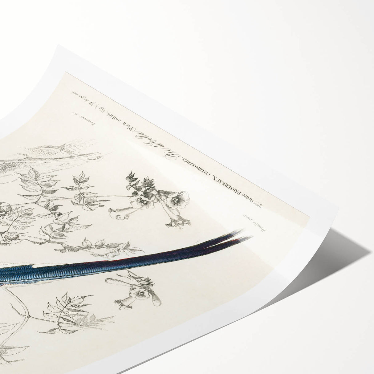 Black-Throated Magpie Jay - Romanticism Bird Illustration Wall Art