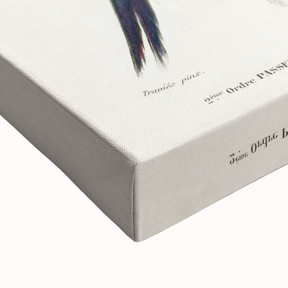 Black-Throated Magpie Jay - Romanticism Bird Illustration Wall Art