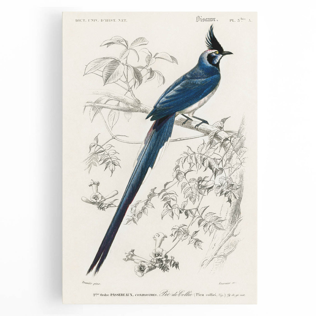 Black-Throated Magpie Jay - Romanticism Bird Illustration Wall Art