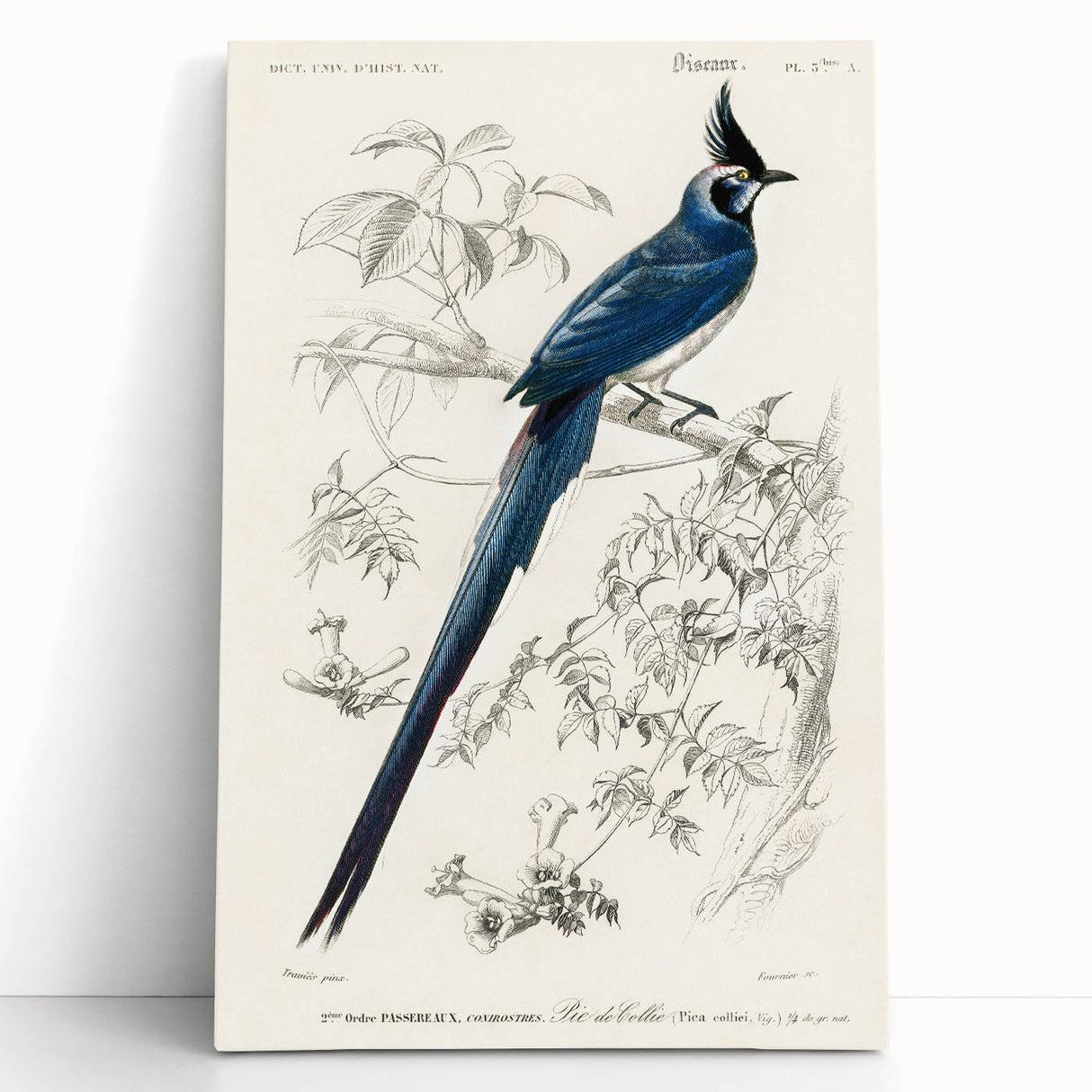 Black-Throated Magpie Jay - Romanticism Bird Illustration Wall Art