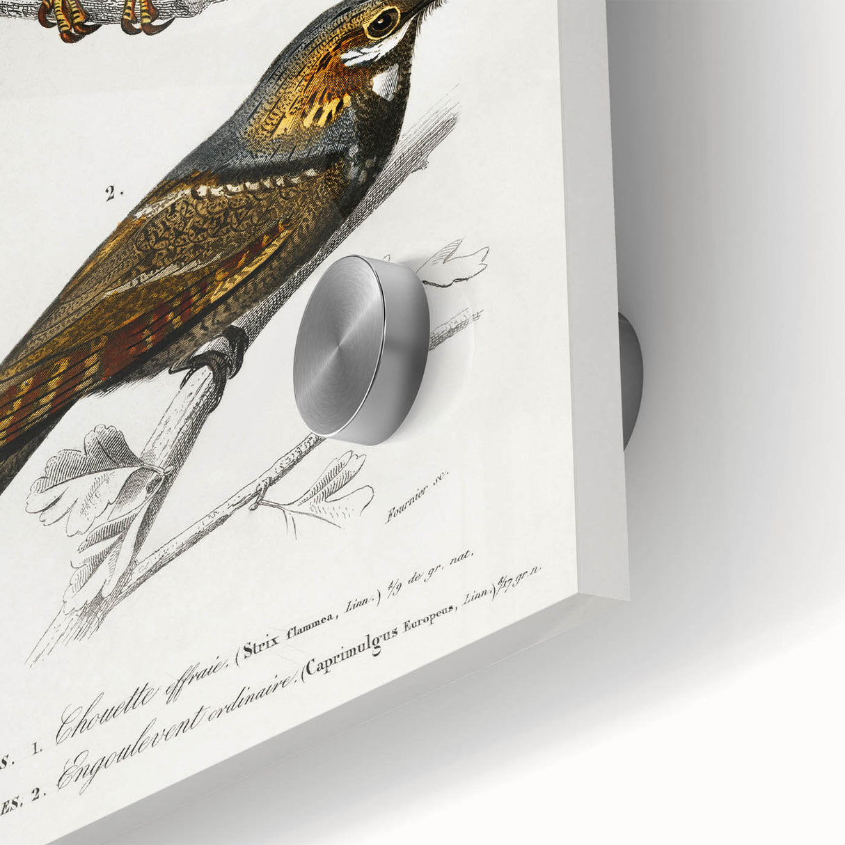 Barn Owl & Nightjar - Romanticism Bird Illustration by Charles d'Orbigny