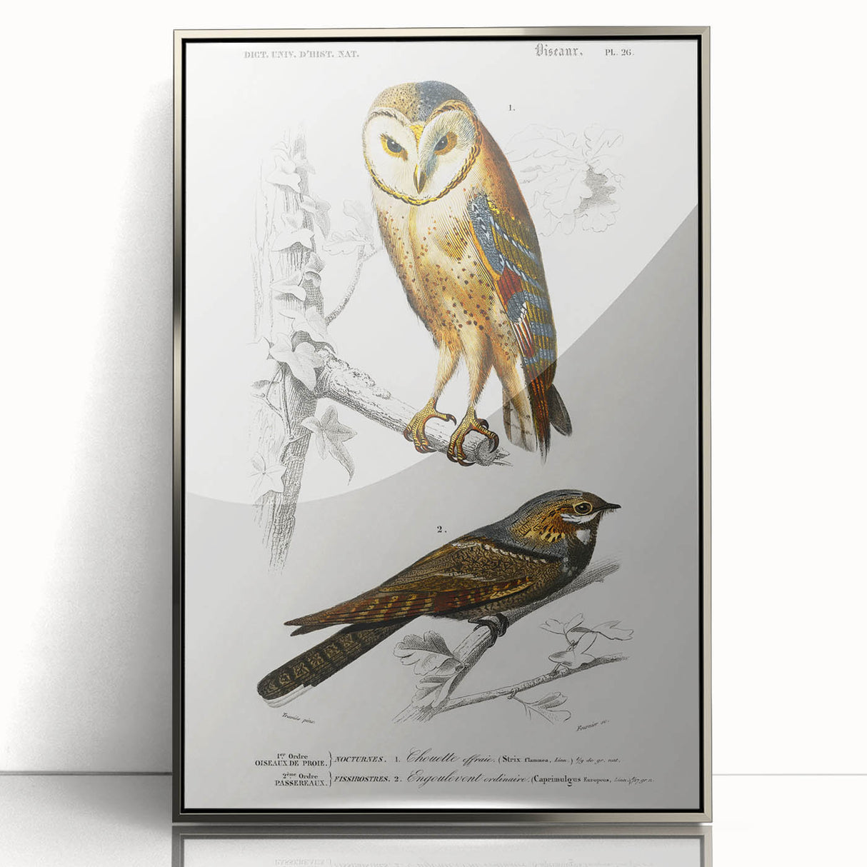 Barn Owl & Nightjar - Romanticism Bird Illustration by Charles d'Orbigny