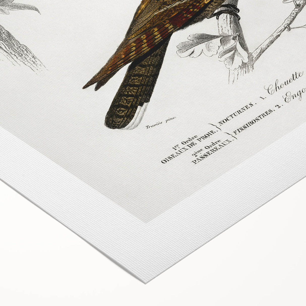 Barn Owl & Nightjar - Romanticism Bird Illustration by Charles d'Orbigny