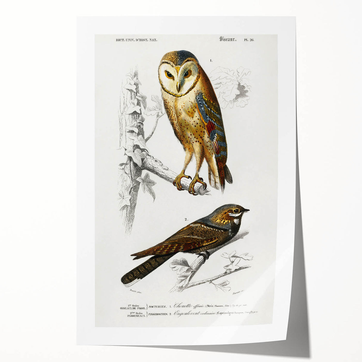 Barn Owl & Nightjar - Romanticism Bird Illustration by Charles d'Orbigny