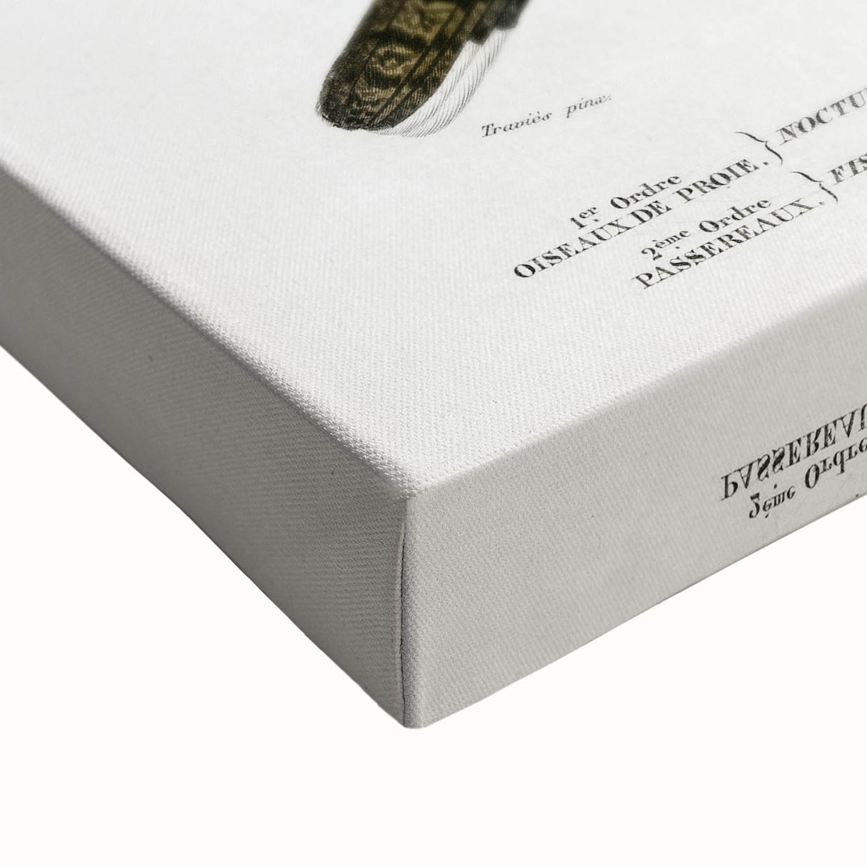 Barn Owl & Nightjar - Romanticism Bird Illustration by Charles d'Orbigny