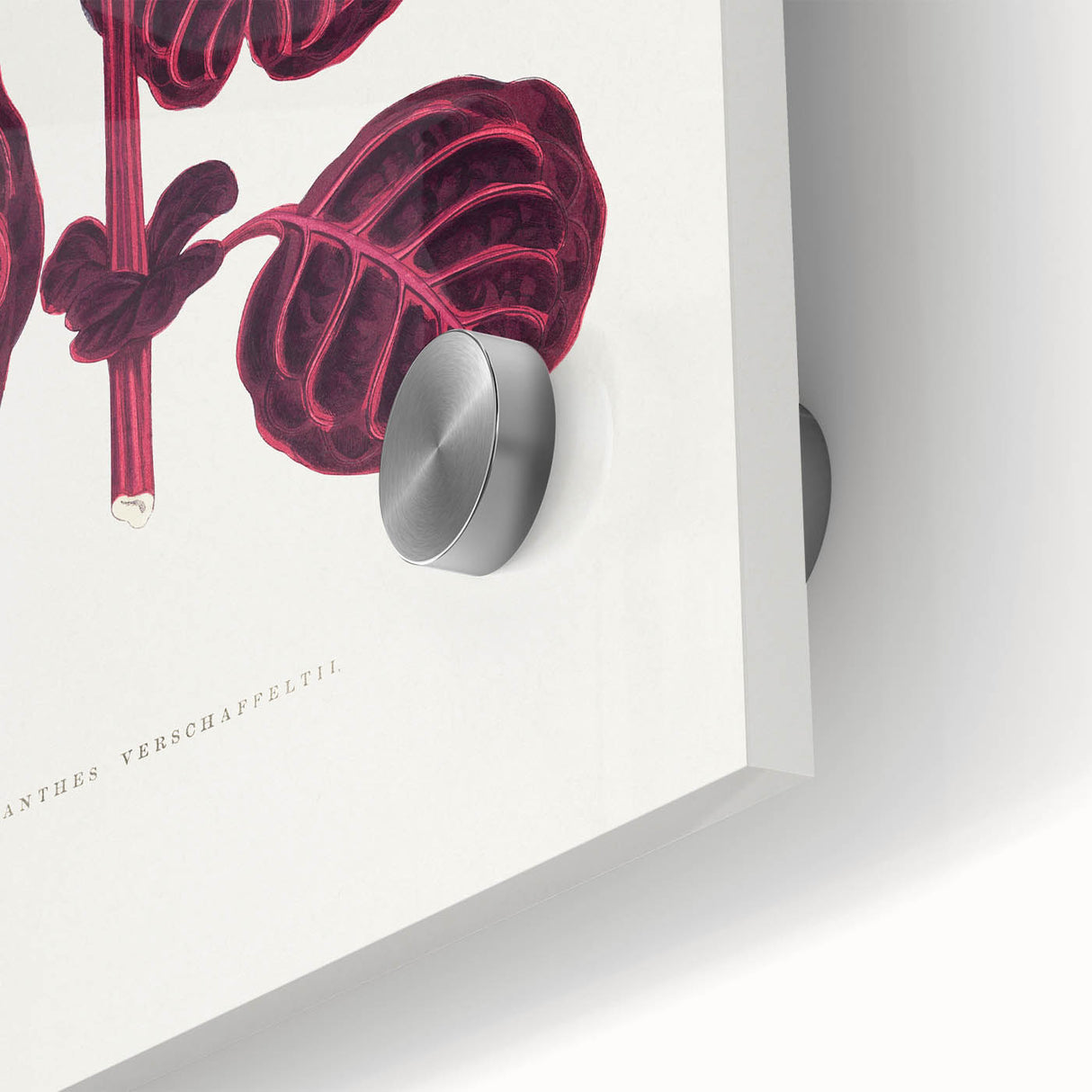 Romanticism Art: "Pink Achyranthes Leaf" Classic Botanical Print