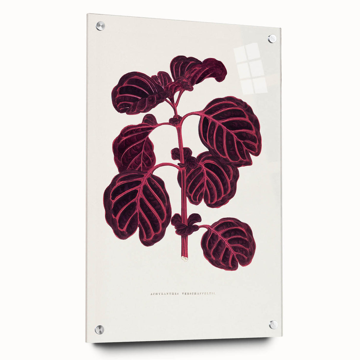 Romanticism Art: "Pink Achyranthes Leaf" Classic Botanical Print