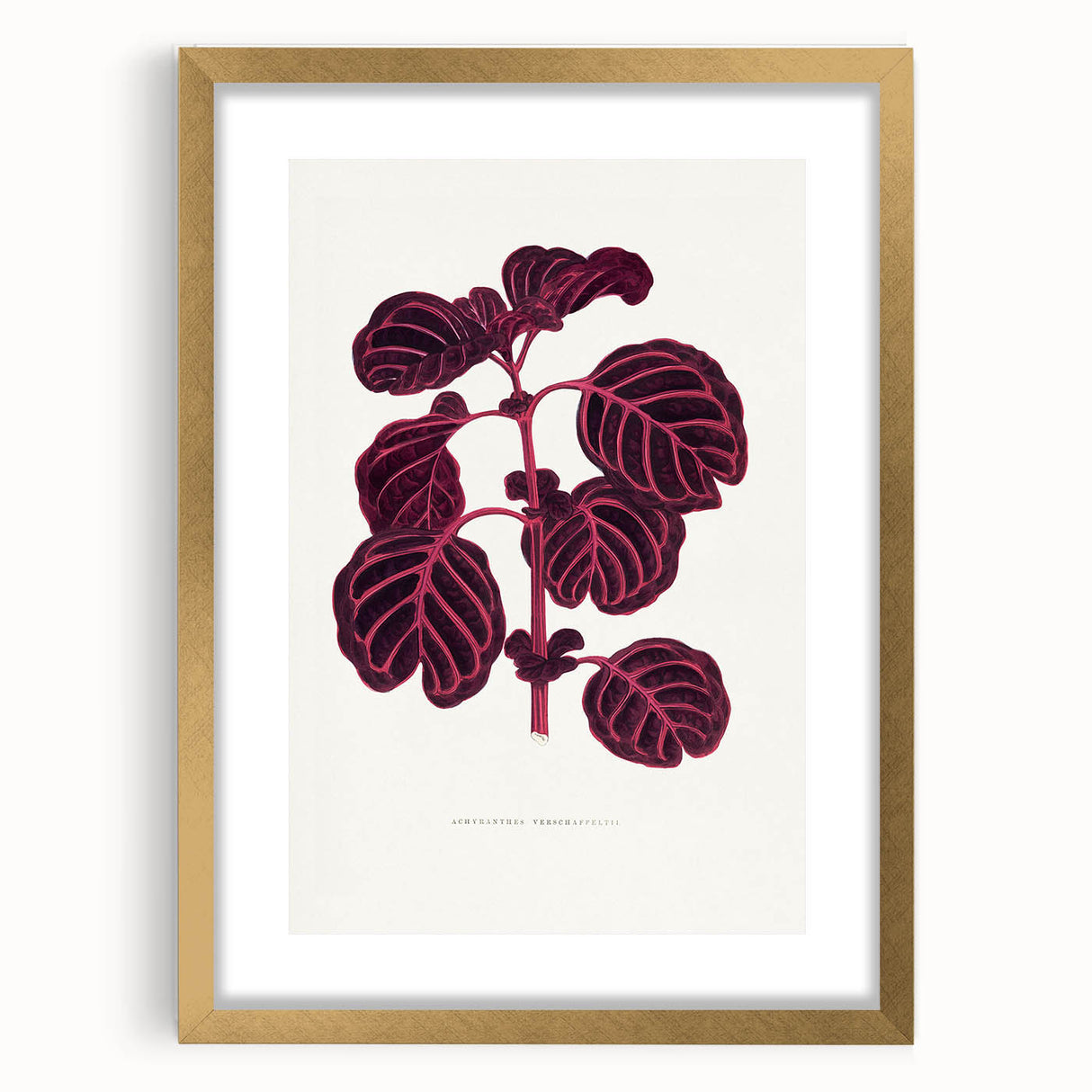 Romanticism Art: "Pink Achyranthes Leaf" Classic Botanical Print