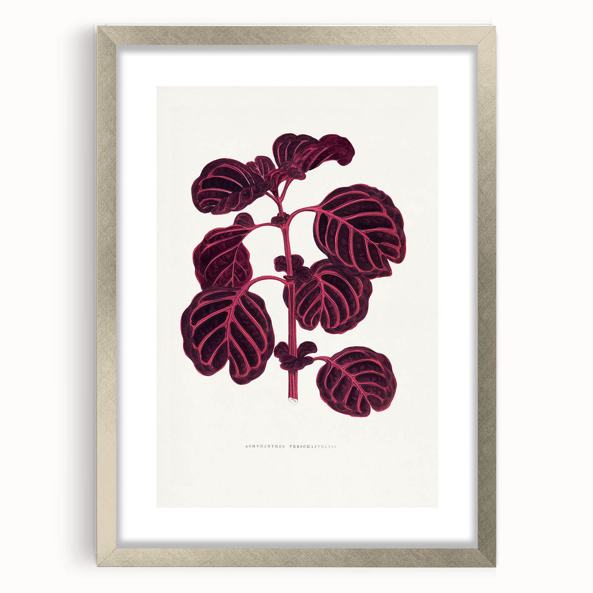 Romanticism Art: "Pink Achyranthes Leaf" Classic Botanical Print