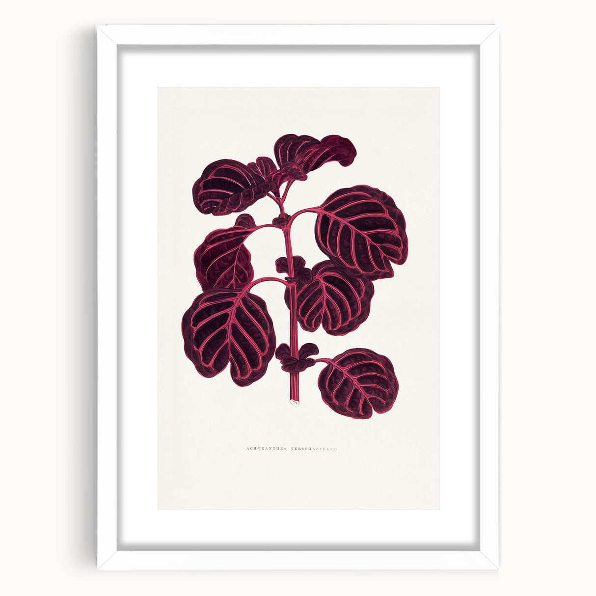 Romanticism Art: "Pink Achyranthes Leaf" Classic Botanical Print