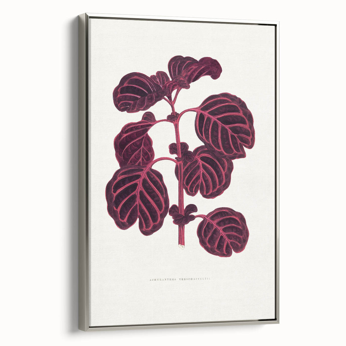 Romanticism Art: "Pink Achyranthes Leaf" Classic Botanical Print