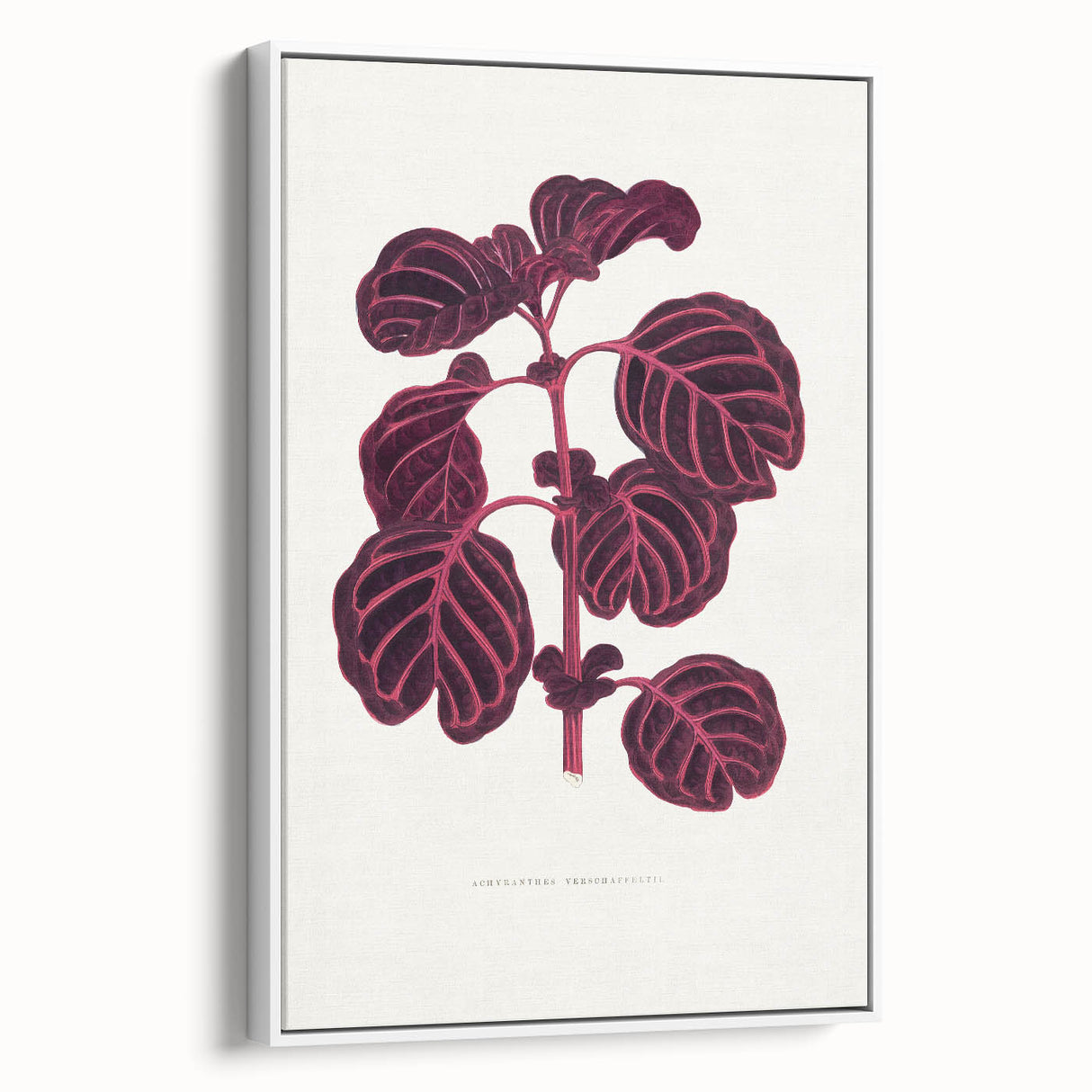 Romanticism Art: "Pink Achyranthes Leaf" Classic Botanical Print