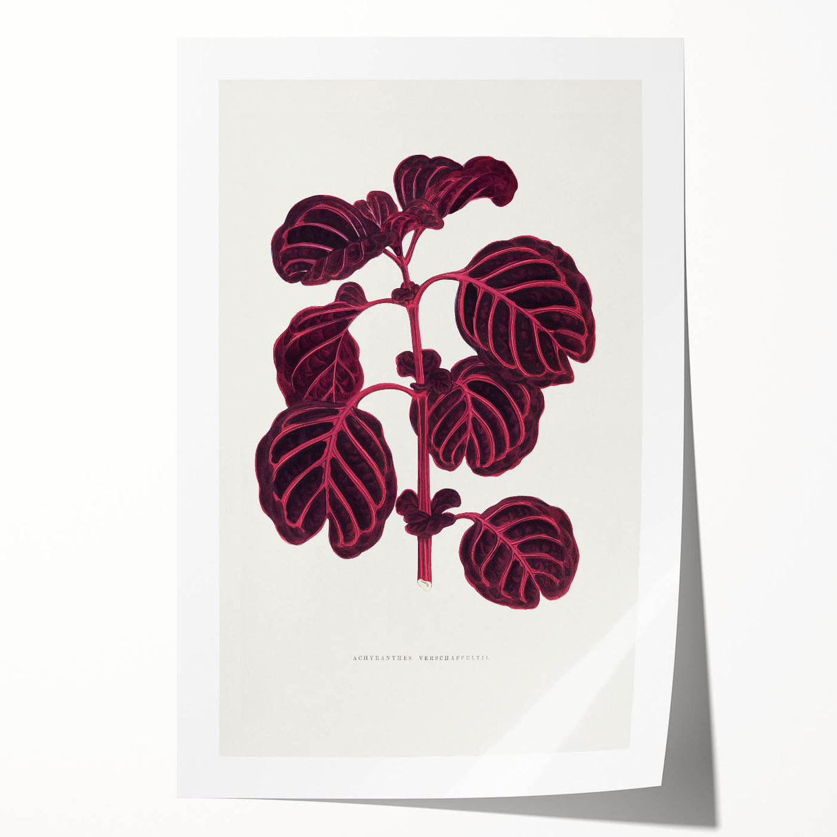 Romanticism Art: "Pink Achyranthes Leaf" Classic Botanical Print
