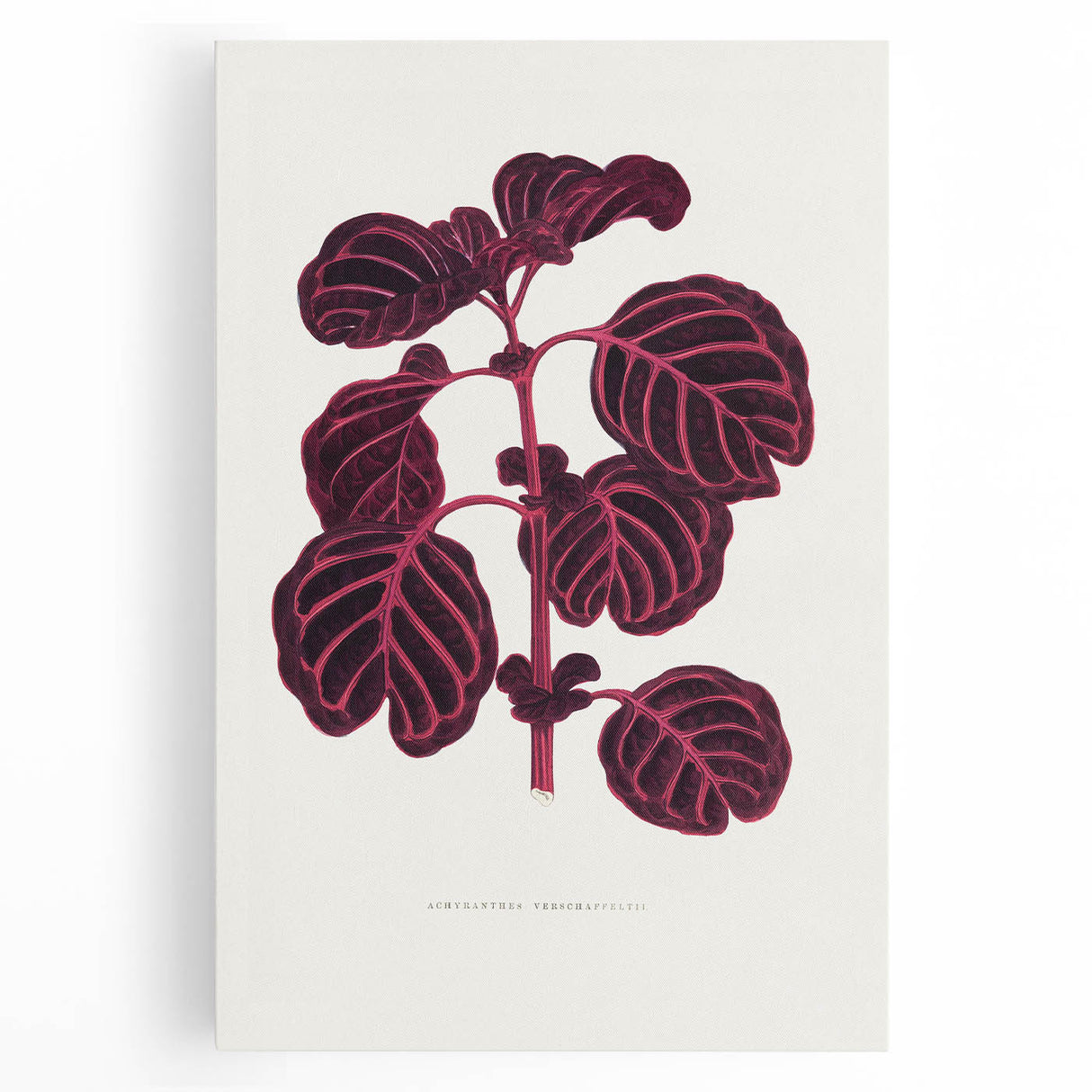 Romanticism Art: "Pink Achyranthes Leaf" Classic Botanical Print