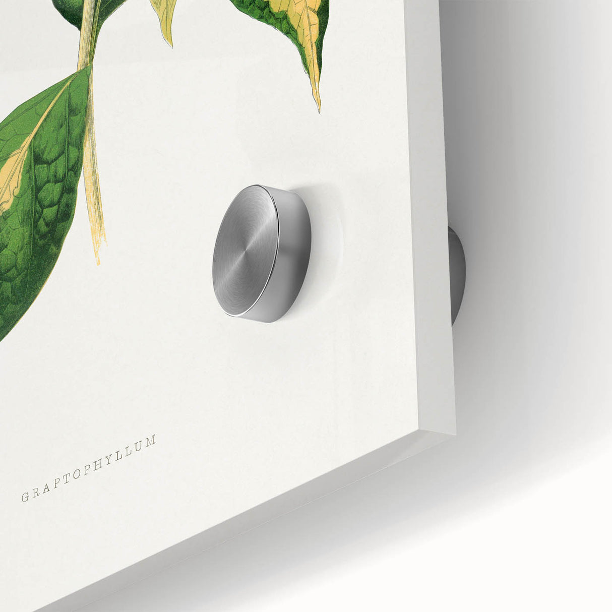 Romanticism Art: "Graptophyllum Pictum Leaf" Botanical Canvas Print