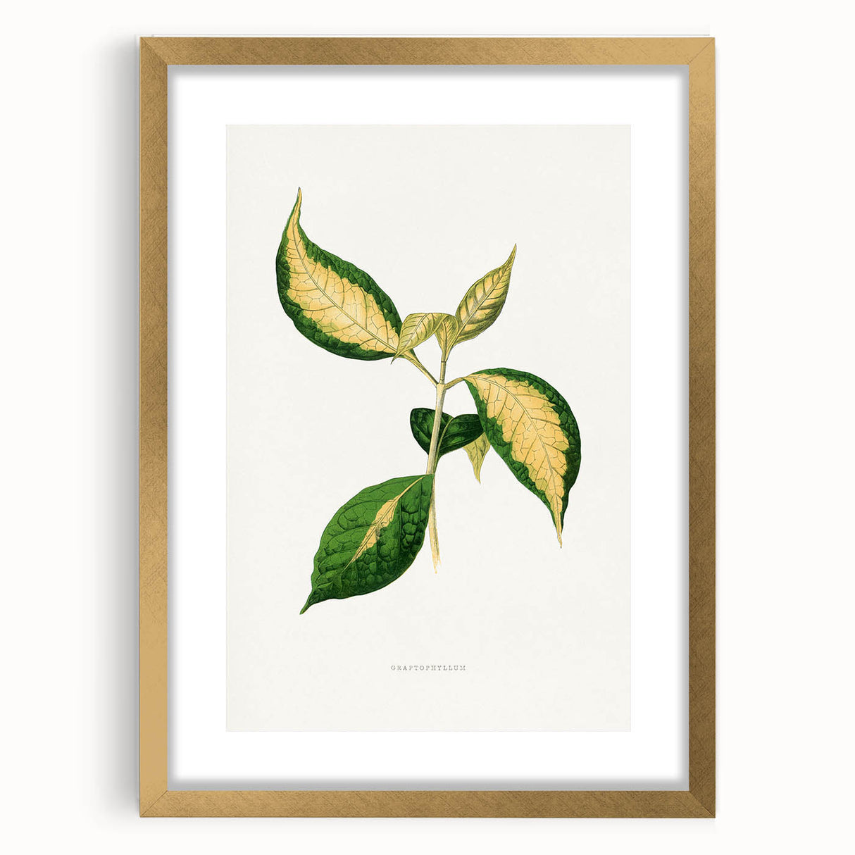 Romanticism Art: "Graptophyllum Pictum Leaf" Botanical Canvas Print