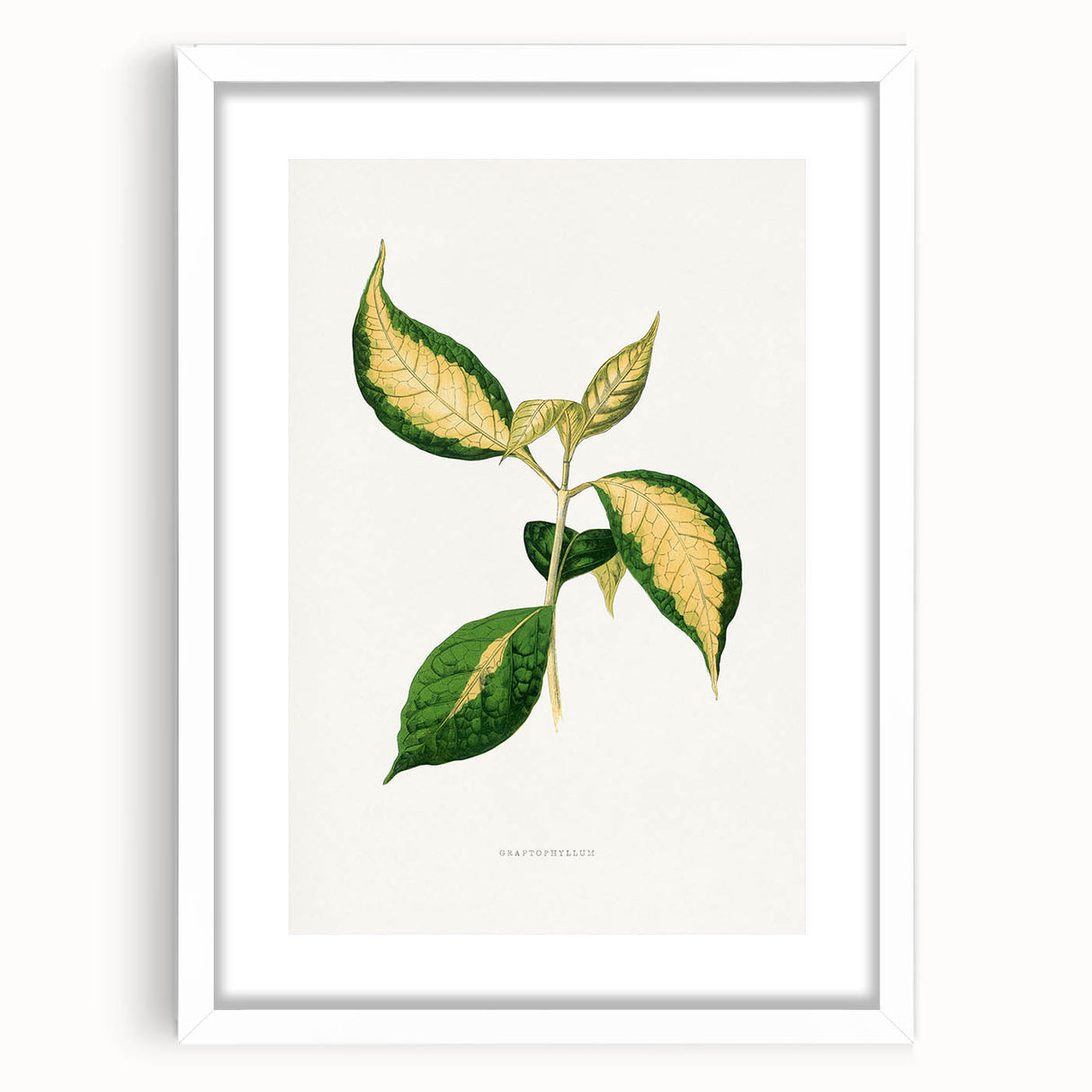 Romanticism Art: "Graptophyllum Pictum Leaf" Botanical Canvas Print