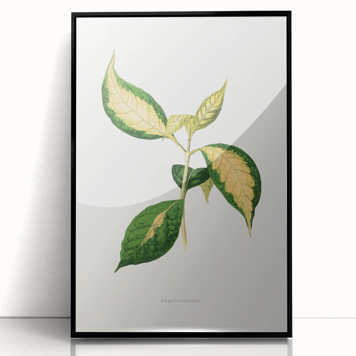 Romanticism Art: "Graptophyllum Pictum Leaf" Botanical Canvas Print